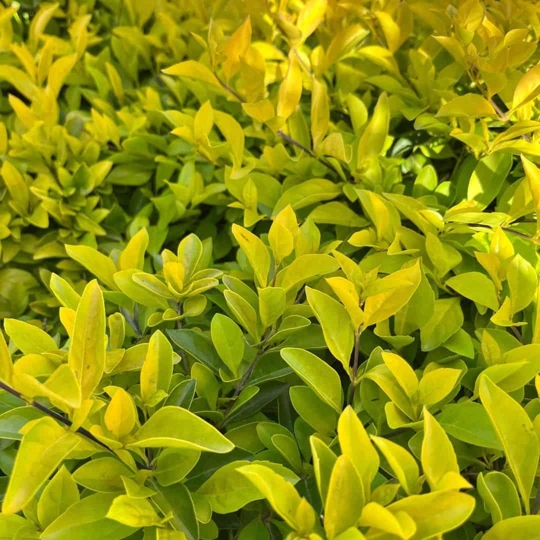Duranta Erecta 'Sheena's Gold' (Golden Dewdrop)