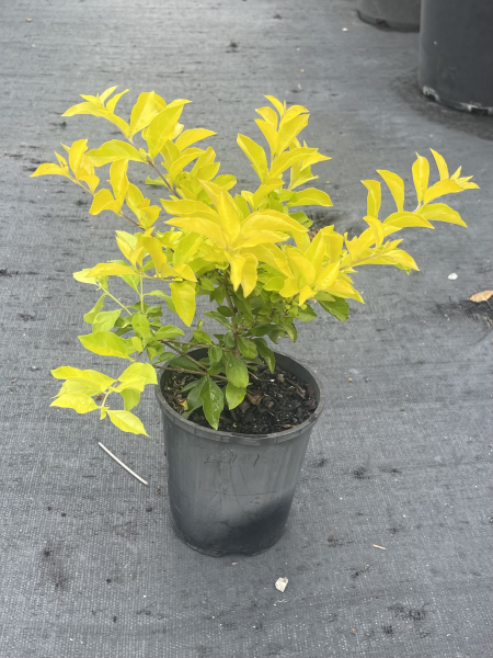 Duranta Erecta 'Sheenas Gold' (Sheenas Gold)