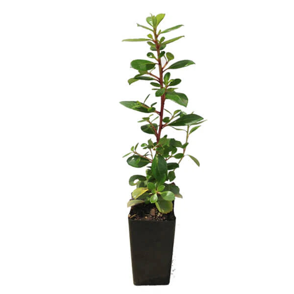 Escallonia Macrantha ‘Pink Pixie’ (Pink Pixie Escallonia)