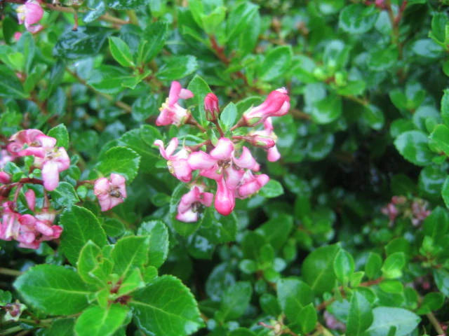 Escallonia Macrantha ‘Pink Pixie’ (Pink Pixie Escallonia)