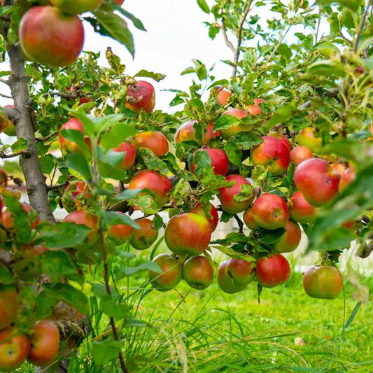 Malus Domestica 'Bite Size' (Dwarf Bite Size Apple)