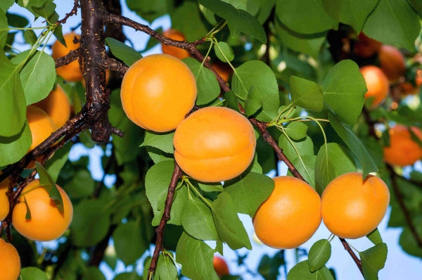 Apricot Bulida E