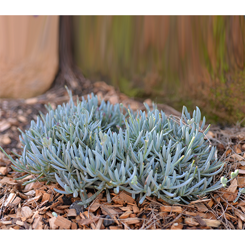 Senecio Serpens Dwarf (Blue Chalk Stick Dwarf)