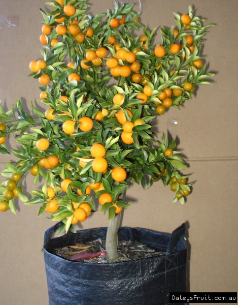 Citrus Japonica ‘Meiwa’ (Dwarf Meiwa Kumquat)