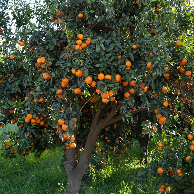 Clementine Mandarin – Sweet & Easy to Peel | Nursery Warehouse ...