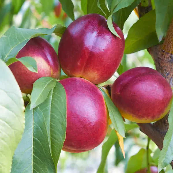 Prunus Persica var. Nucipersica 'Early Rivers' (Dwarf Early Rivers Nectarine)