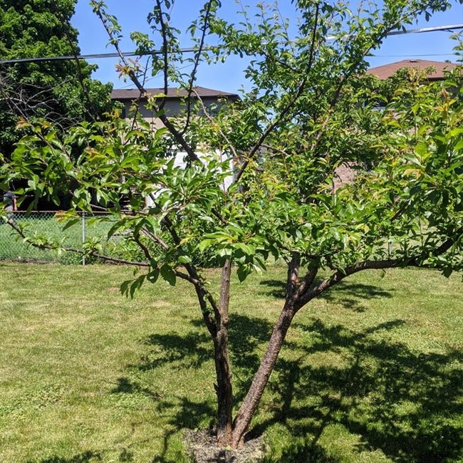 Prunus Hybrid ‘Spring Satin’ (Spring Satin Plumcot)