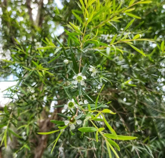 Leptospermum petersonii ‘Dwarf’ – Dwarf Tea Tree