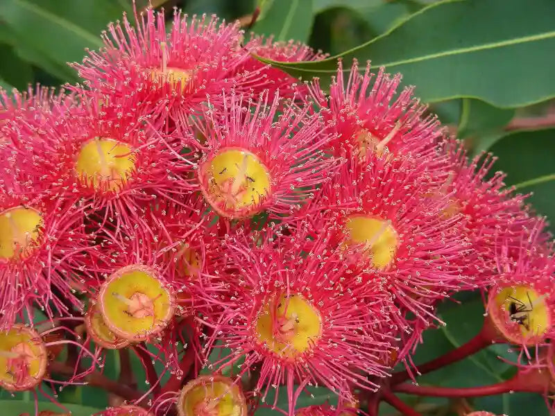 Corymbia ficifolia ‘Precious’ Grafted (Dwarf Flowering Gum)