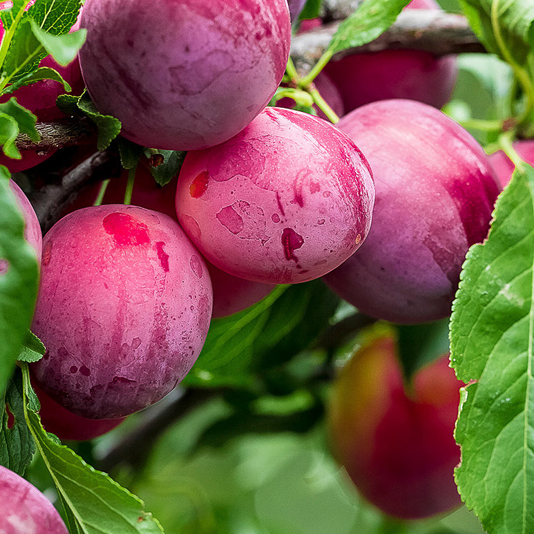 Plum Narrabeen  Y M-L