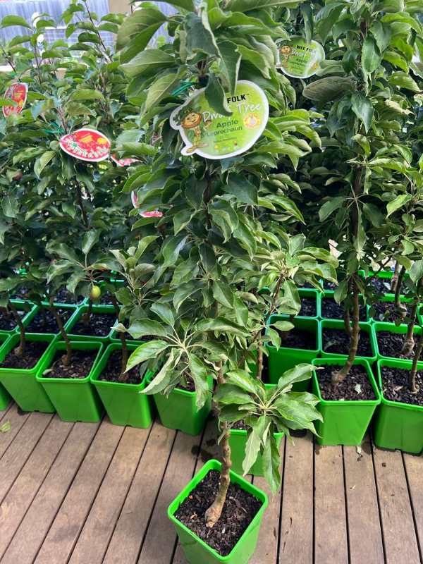Malus Domestica 'Leprechaun' (Dwarf Granny Smith Apple)