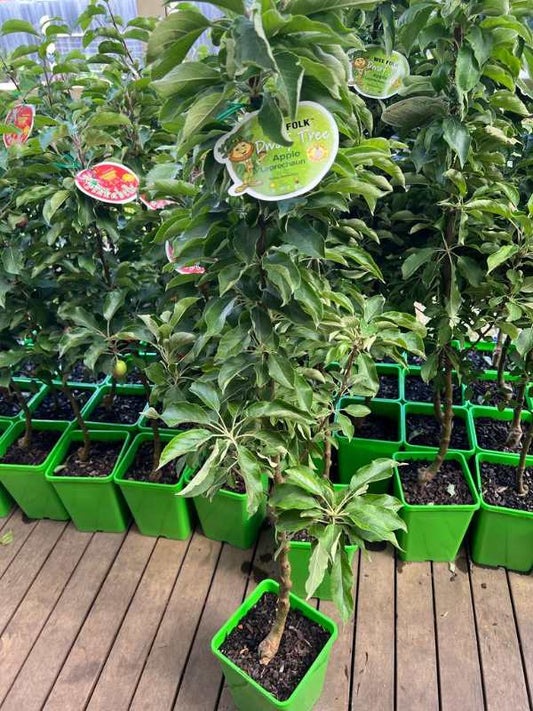 Malus Domestica 'Leprechaun' (Dwarf Granny Smith Apple)