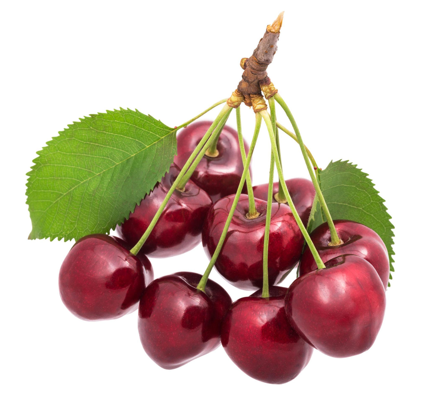 Prunus Avium ‘Lapins’ (Lapins Cherry)