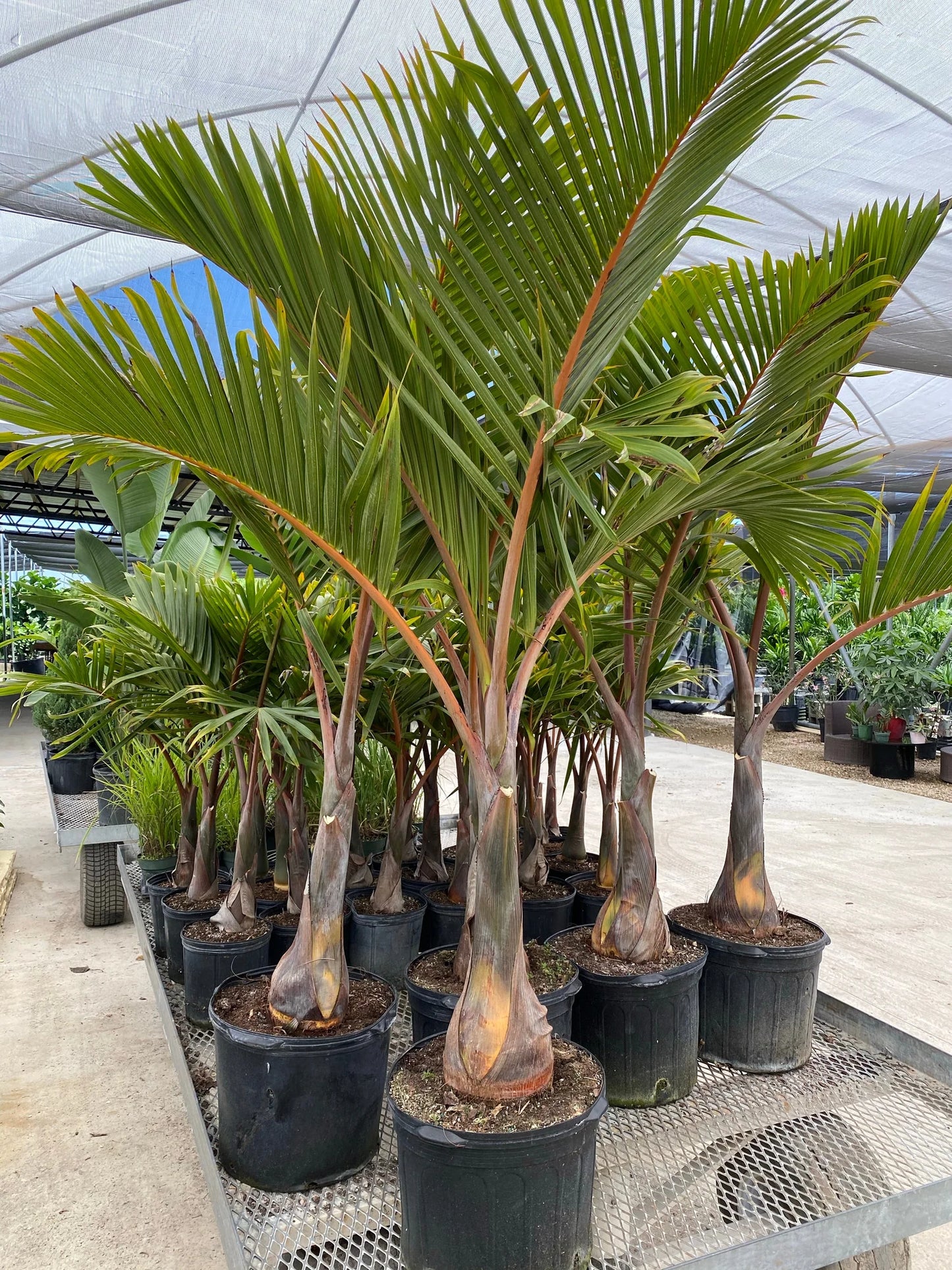 Dypsis Decaryi (Triangle Palm)