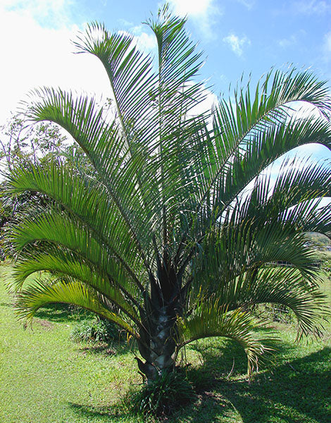 Dypsis Decaryi (Triangle Palm)