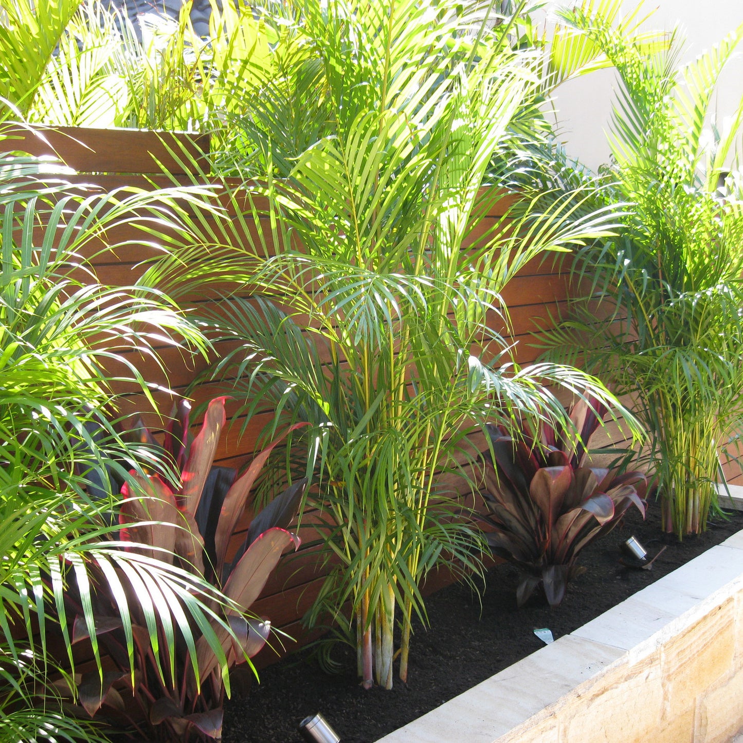 Dypsis Lutescens (Golden Cane Palm / Areca Palm)