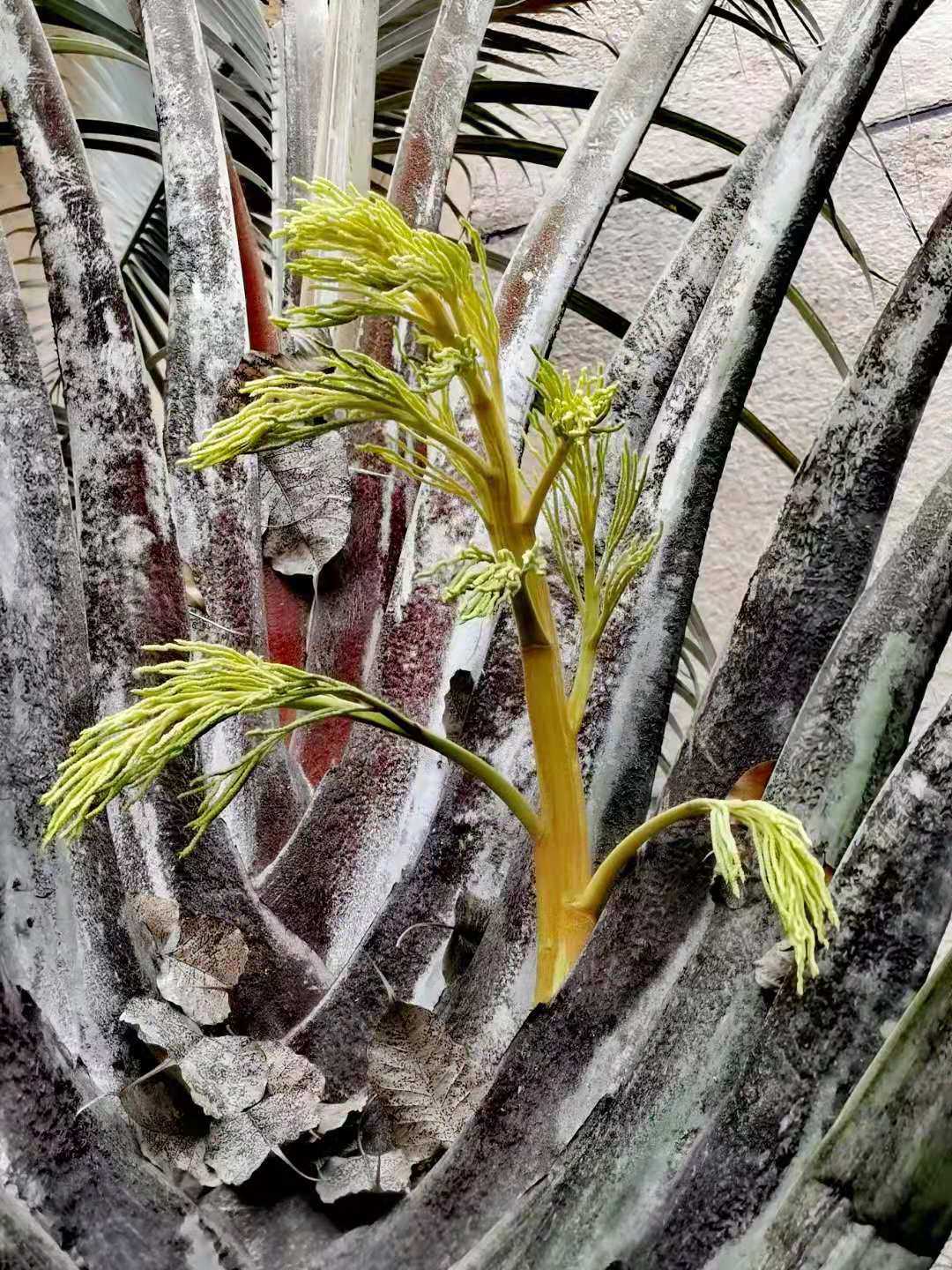 Chrysalidocarpus decaryi (syn. Dypsis decaryi) – Triangle Palm