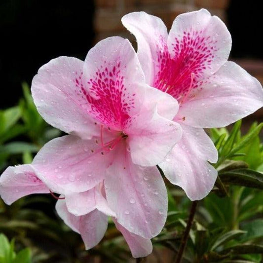 Rhododendron Indicum ‘Alphonse Anderson’ (Alphonse Anderson Azalea)