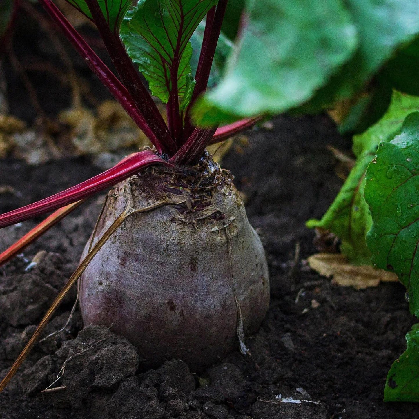 Beta Vulgaris Var. Crassa ‘Detroit Red’ (Detroit Red Beetroot)