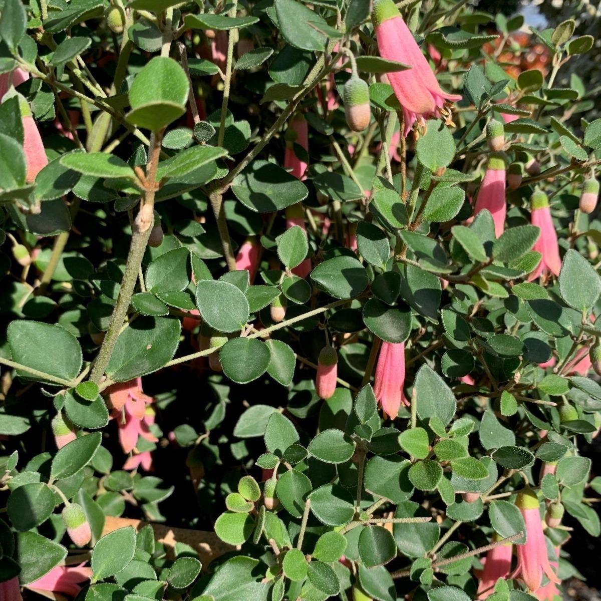 Correa ‘Dusky Bells’ (Dusky Bells Correa)