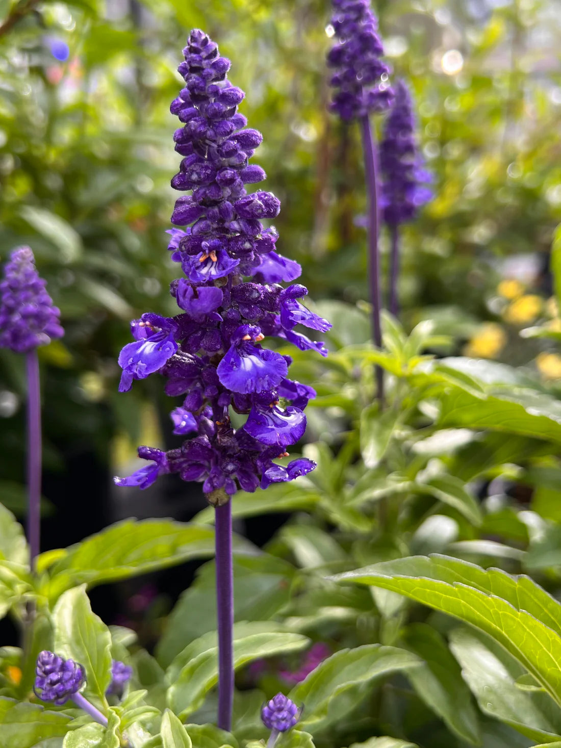 Salvia ‘Sallyfun Deep Ocean’ (Sage)