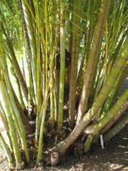 Dypsis lutescens (Syn. Chrysalidocarpus lutescens) (Golden Cane Palm / Bamboo Palm)