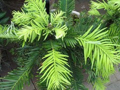 Wollemia nobilis – Wollemi Pine