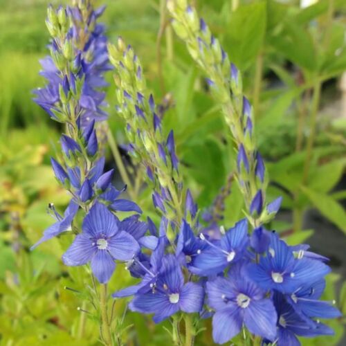 Viola 'Bonnie Lassies Sarah' (Bonnie Lassies Sarah Viola)