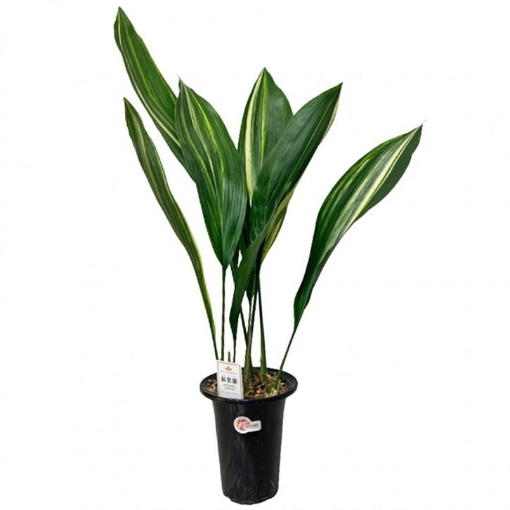 Aspidistra Elatior ‘Variegata’ (Variegated Cast Iron Plant)