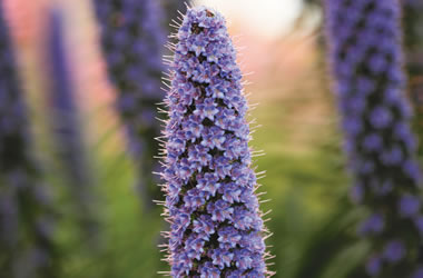 Echium fastuosum ‘Duxfield Blue’ (Pride of Madeira ‘Duxfield Blue’)