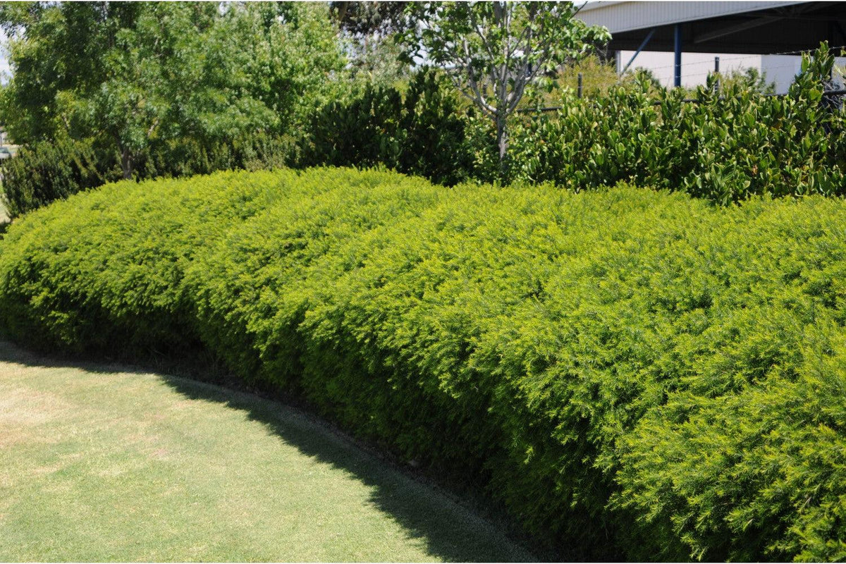 Melaleuca Armillaris 'Green Globe' (Green Globe Honey Myrtle)