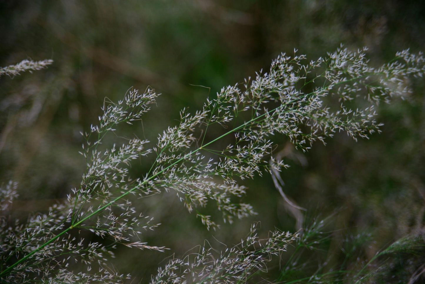 Austrostipa Ramosissima (Bamboo Spear Grass)