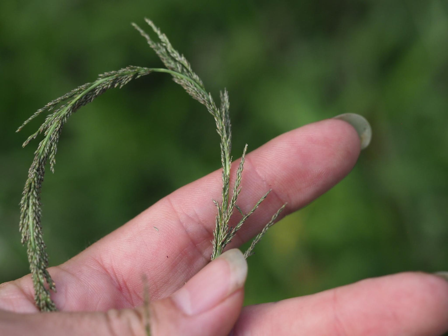 Sporobolus Elongatus (Slender Rat’s Tail Grass)