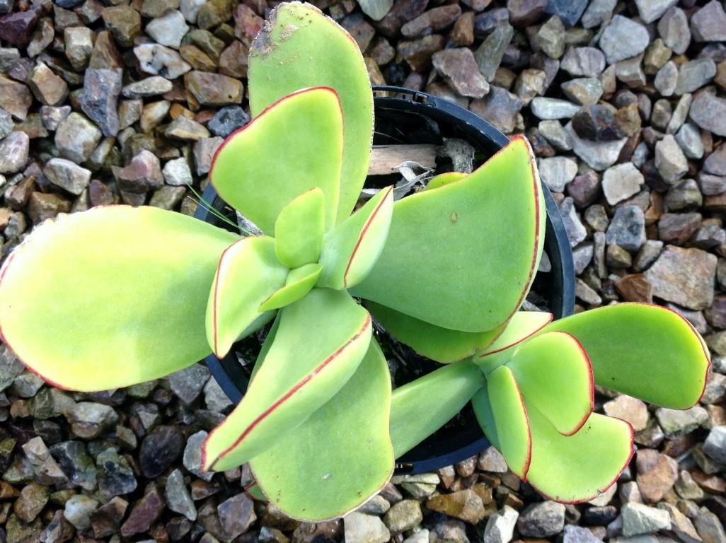 Cotyledon Macrantha (Paddle Plant)