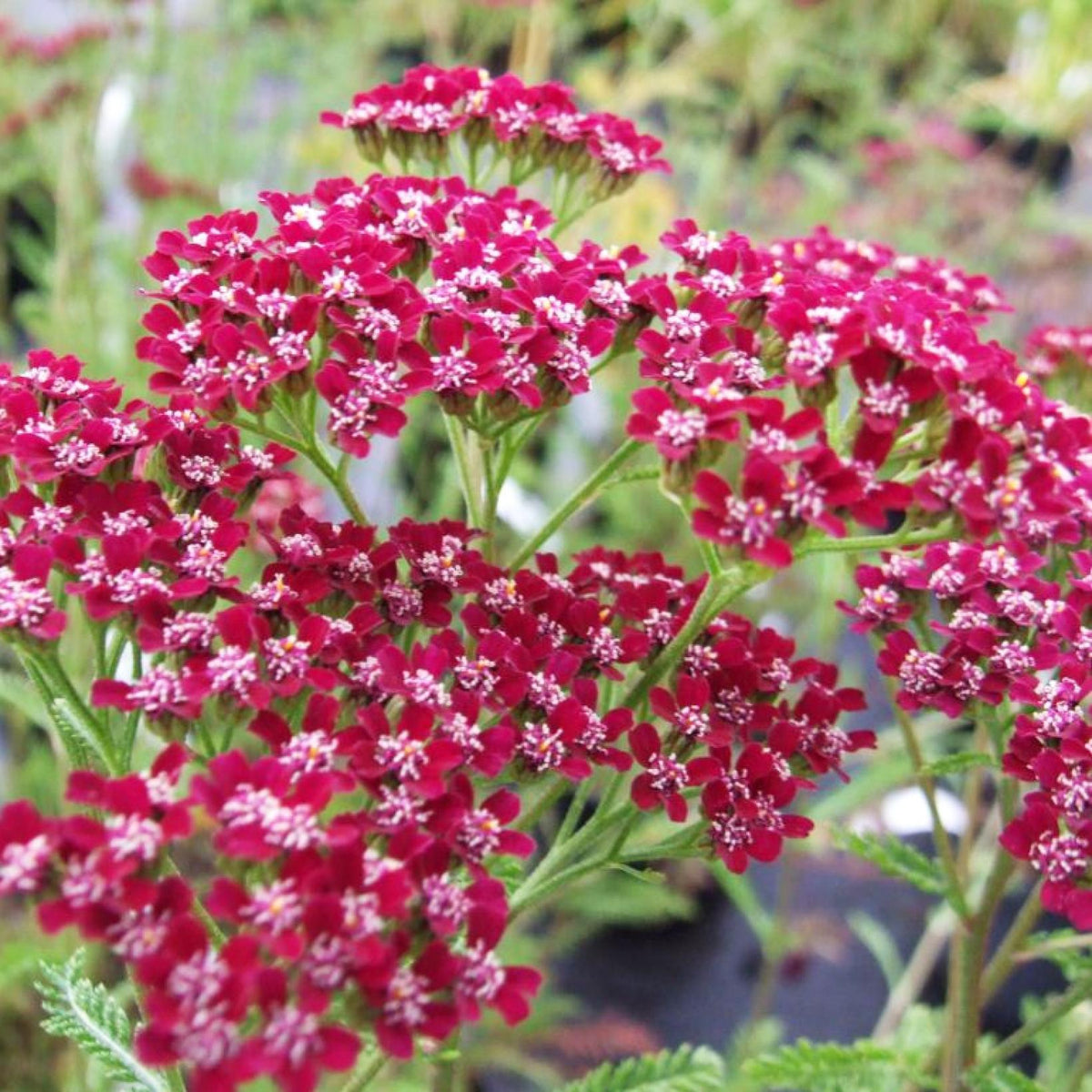 Achillea Millefolium 'Cassis' (Cassis Yarrow)