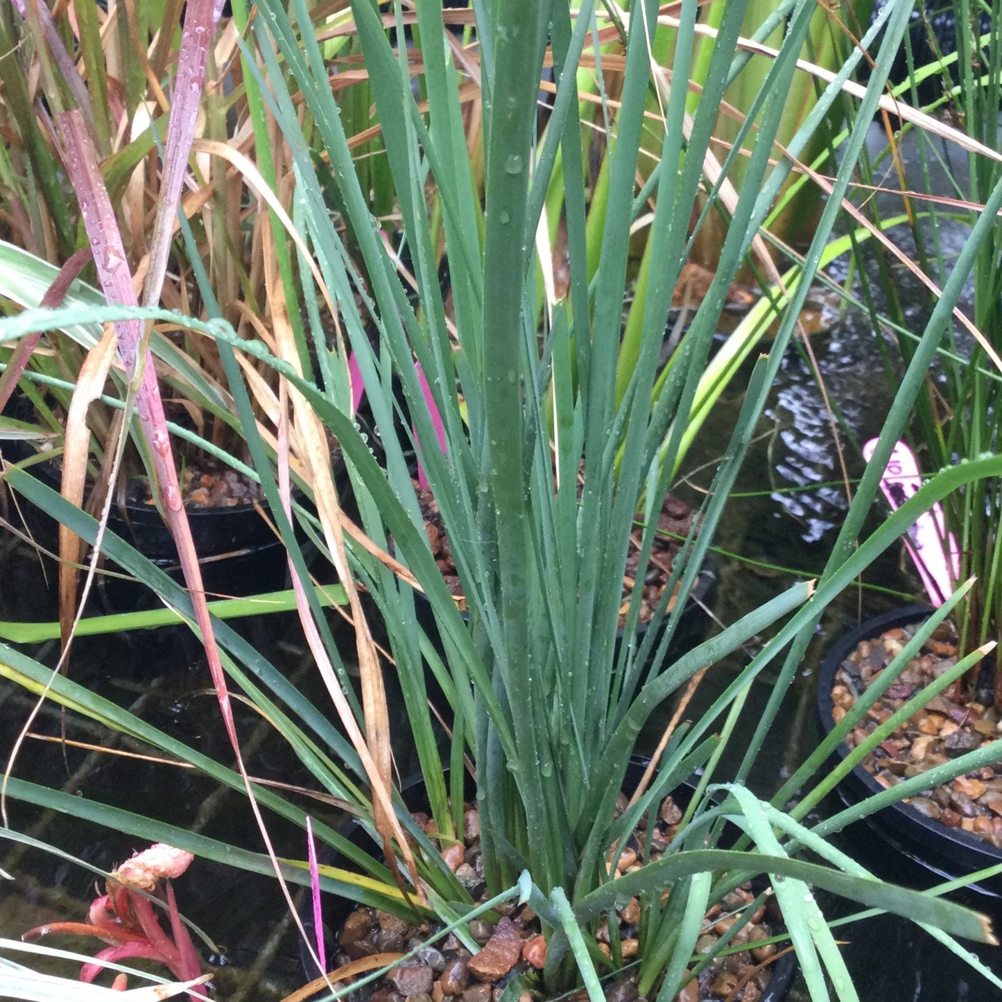 Lomandra Ocean