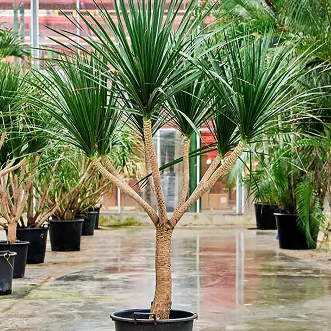 Dracaena Draco (Multi-Head Dragon Tree)