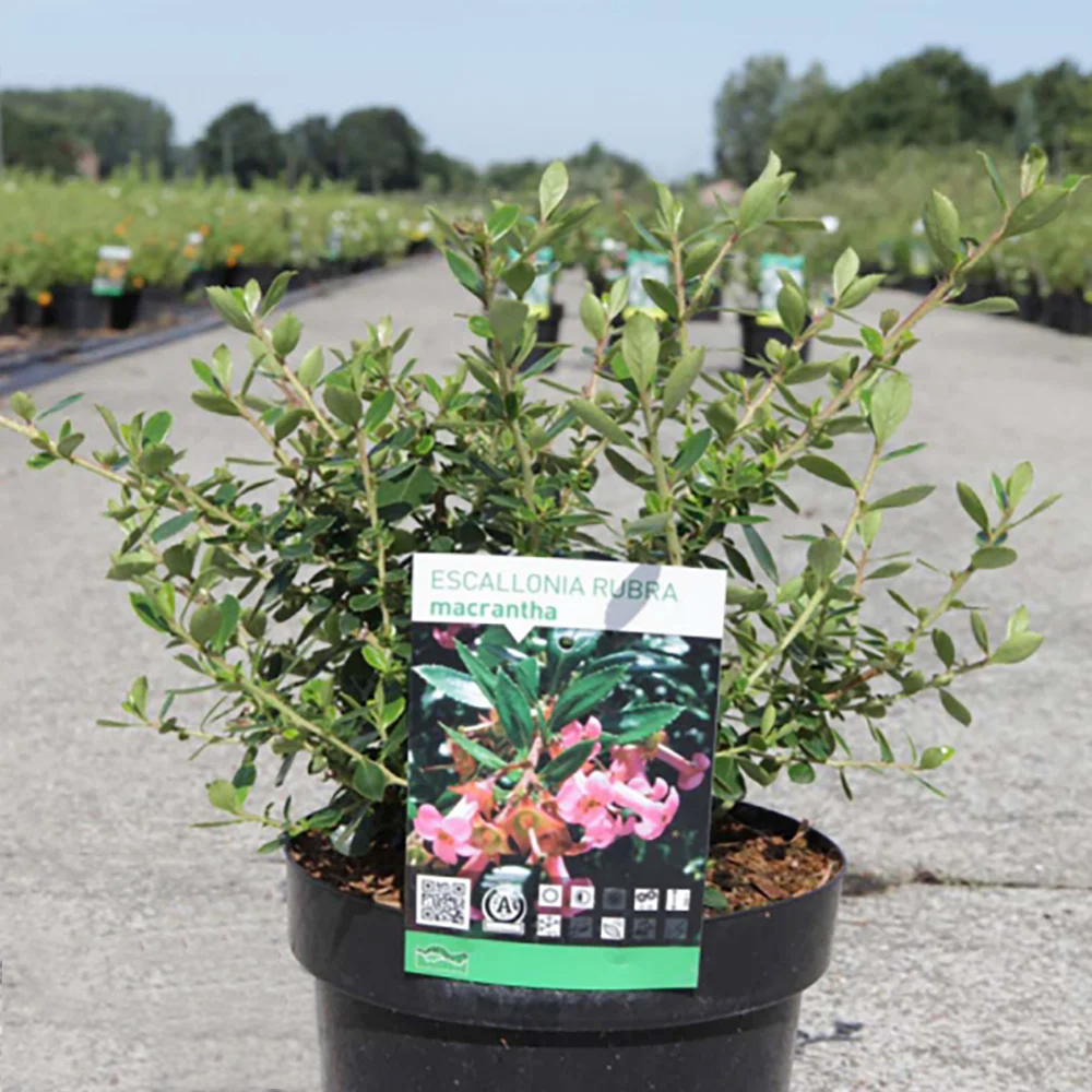 Escallonia Macrantha 'Rubra' (Red Escallonia)