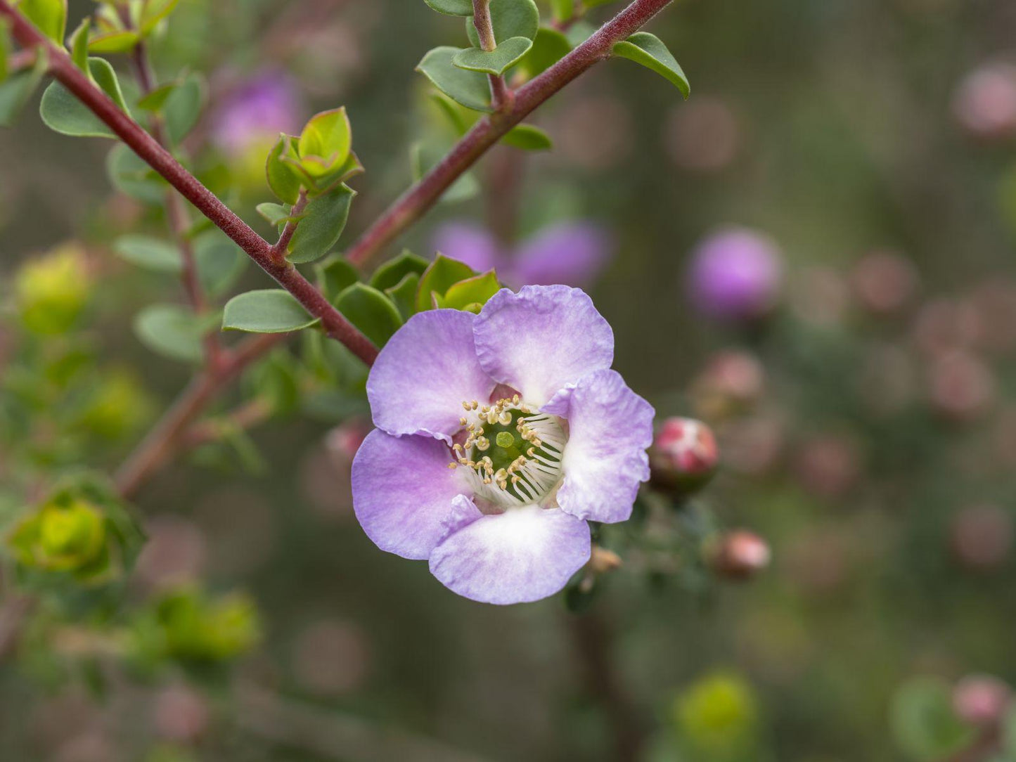 Leptospermum Rotundifolium ‘Lavender Queen’ (Lavender Queen Tea Tree)
