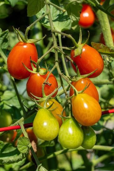 Solanum Lycopersicum (Tomato Cherry Roma)