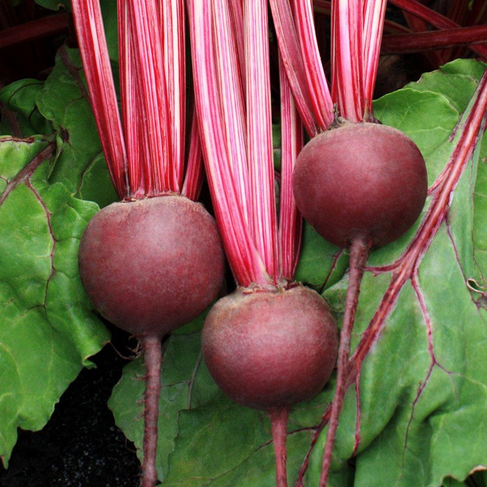 Beta Vulgaris Var. Crassa ‘Detroit Red’ (Detroit Red Beetroot)