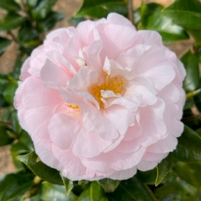 Camellia japonica ‘Easter Morn’