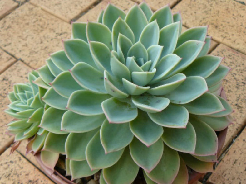 Echeveria ‘Coolvue’ (Blue Atoll)