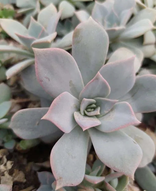 Echeveria ‘Lady Grey’