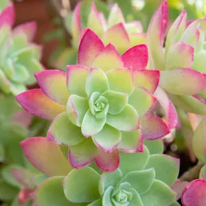 Echeveria ‘Yamatoren’