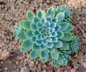 Echeveria ‘Coolvue’ (Blue Atoll)
