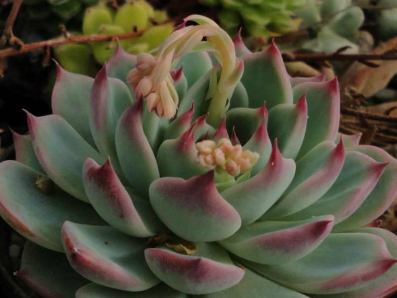 Echeveria colorata (Coloured Echeveria)