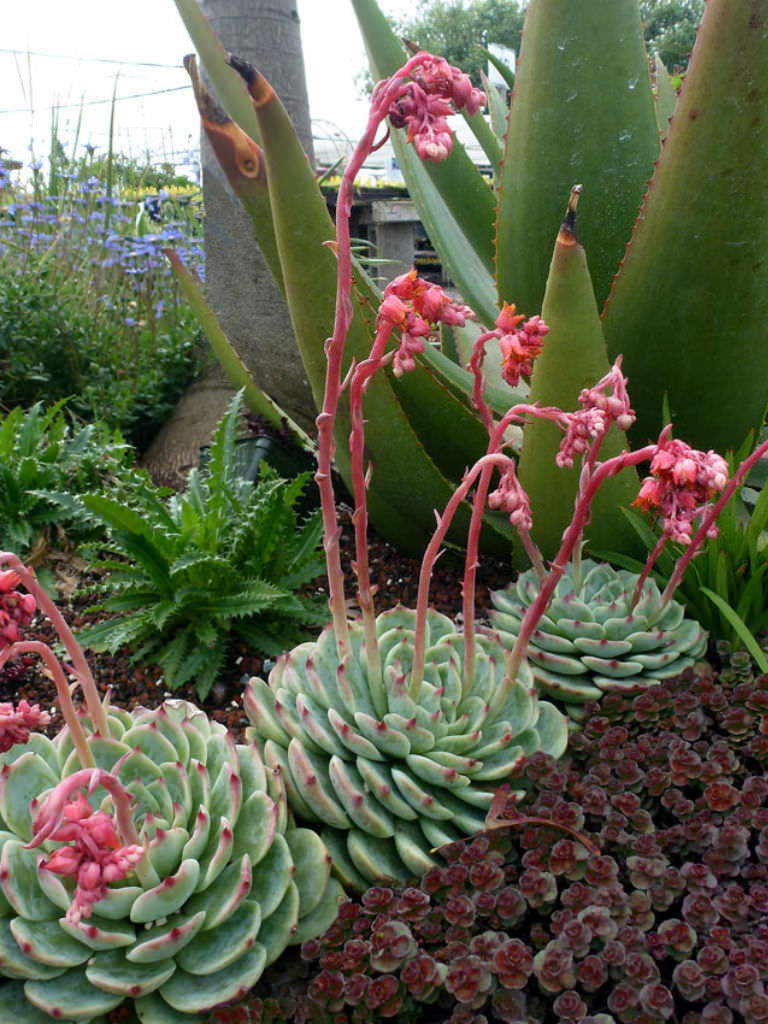 Echeveria colorata (Coloured Echeveria)