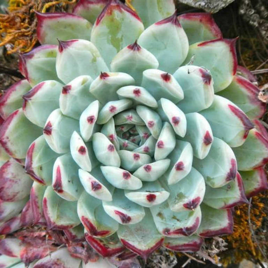 Echeveria colorata (Coloured Echeveria)