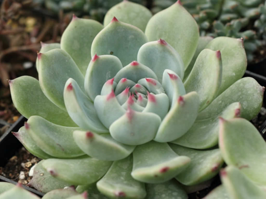 Echeveria colorata (Coloured Echeveria)